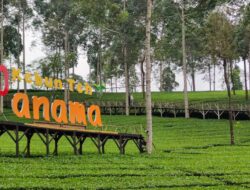 Suasana Sejuk Wisata Wonosobo Kebun Teh Panama, Cek Disini!