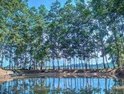 Suasana Tenang di Wisata Sukoharjo Lembah Akasia, Cek Disini!