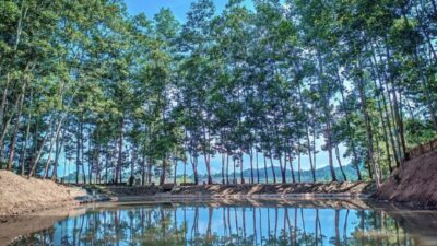 Suasana Tenang di Wisata Sukoharjo Lembah Akasia, Cek Disini!