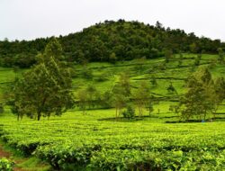 5 Wisata Kebun Teh di Jawa Tengah dengan Suasana yang Sejuk!