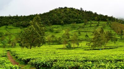 Wisata Wonosobo Agrowisata Tambi, Cek Daya Tariknya Disini!