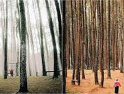 Daftar Pilihan Wisata Hutan Pinus di Jawa Tengah, Sejuk dan Asri!