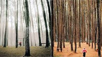 wisata hutan pinus