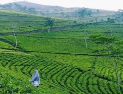 6 Pilihan Wisata Brebes, Semuanya Indah Pasti Memuaskan Hati