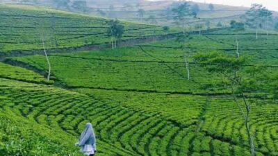 Rekomendasi wisata Brebes