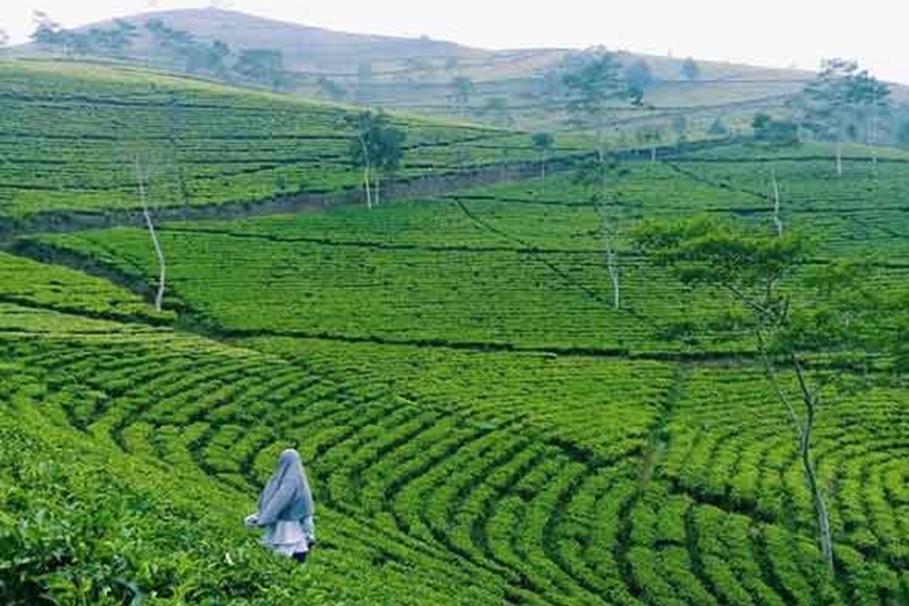 Rekomendasi wisata Brebes