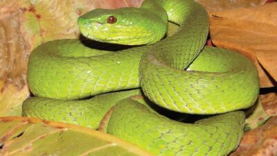 Puluhan Ular Viper Hijau Tersebar di Halaman Rumah Warga Juwiring
