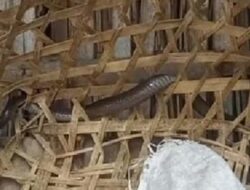 Evakuasi Ular Kobra Jawa yang Menyantap Telur Ayam di Klaten