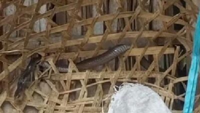 Evakuasi Ular Kobra Jawa yang Menyantap Telur Ayam di Klaten