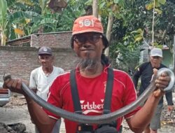 Waspada! Kobra Jawa di Kamar Mandi Warga Cawas Klaten